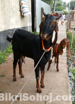 হরিয়ানা পাঠি ও তোতাপুরি ক্রস পাঠি বাচ্চা